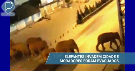 Elefantes Selvagens Invadem Cidade E Causam Tumulto Portal Mie