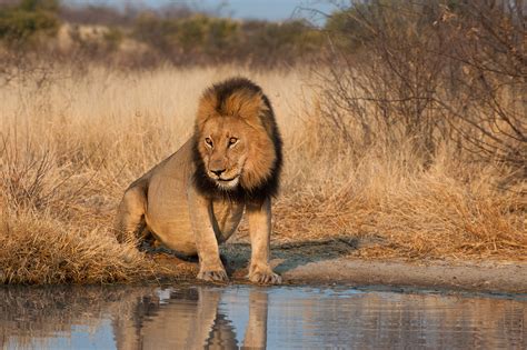 Lion At Water Hole Sean Crane Photography