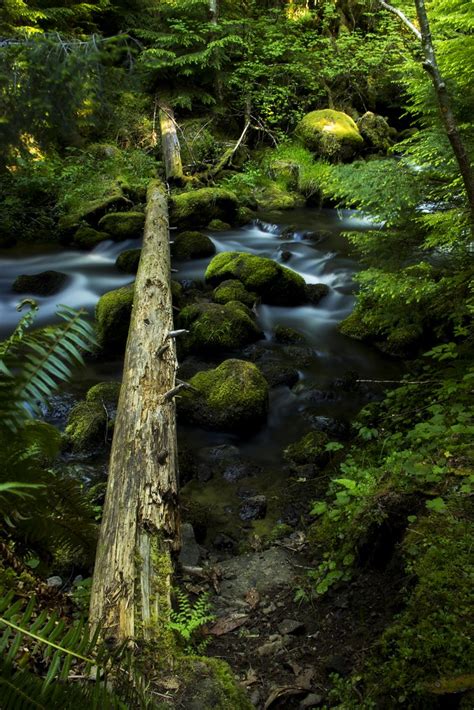 Watson Creek Log Umpqua National Forest W J Larrimore Photography