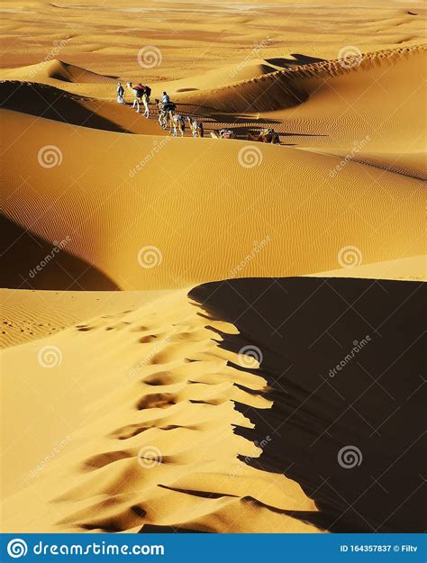Caravana De Camelos No Saara Imagem De Stock Imagem De Camelos Monte