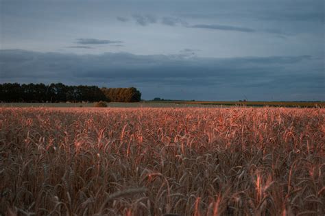 Wallpaper Sunset Field Wheat Sky 6000x4000 Painxom 2146179