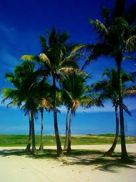 Miami Beach Palm Tree By Josee Dube Palm Trees Palm Trees Beach