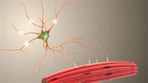 Using D Medical Animation And Illustration To Visualize Neurons The