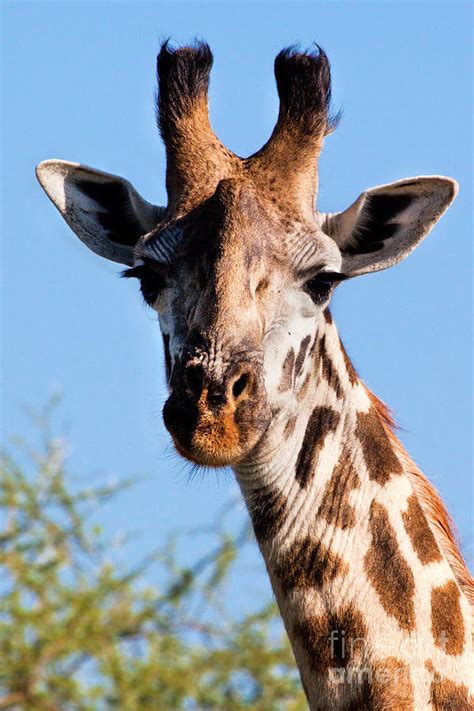 Giraffe Portrait Close Up Safari In Serengeti Photograph By Michal