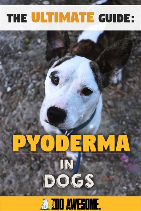 Pyoderma In Dogs The Ultimate Guide Dog Treatment Dog Advice Dogs