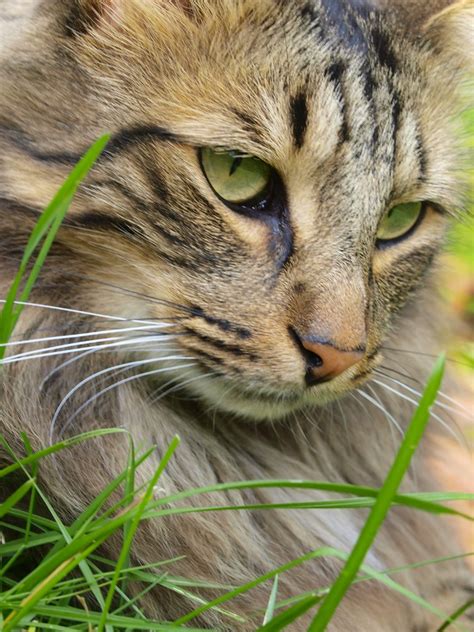 Ozzie Norwegian Forest Cat Peter Fricke Flickr