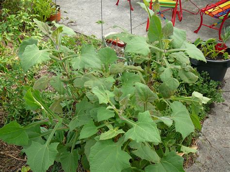 2kg to 100sq metres but you can sow say a 40% rate with sportsfield or even rye. People, Plants, Landscapes: Autumn harvest of unusual edible plants