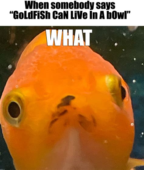 Goldfish Memes And S Imgflip