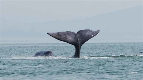The Secret To A Longer Life May Be Found In Whale Dna Mental Floss