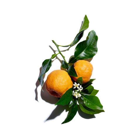 Citrus Aurantium Amara Bitter Orange Flower Extract Bitter Orange
