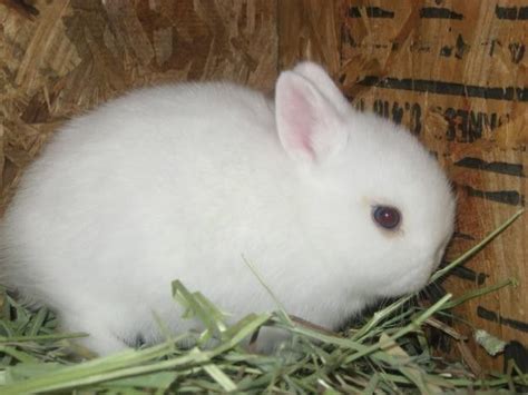 Pet Rabbits For Sale Sydney Big History Blogger Photography