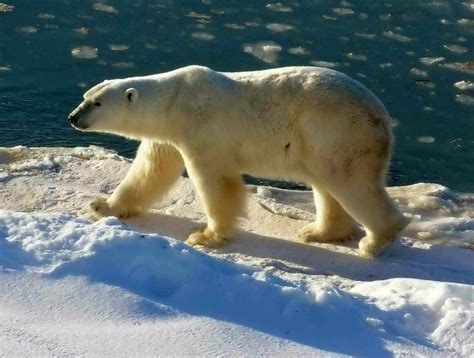 Polar Bear Facts Polar Bears Teddy Bears Photo Ours Arctic Sea