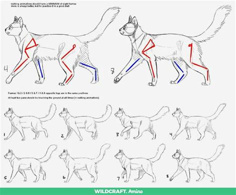 Pin by Zack Fair on туториалы(кошачьи) | Cat walk cycle, Walking