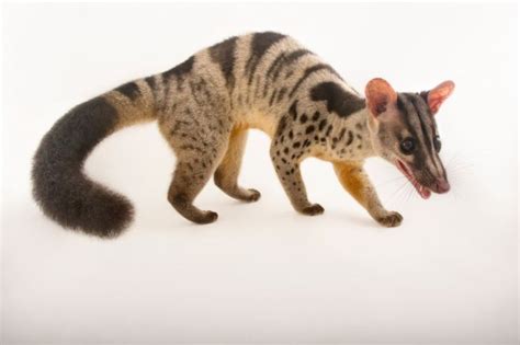 Picture Of A Vulnerable Owstons Palm Civet Chrotogale Owstoni At The