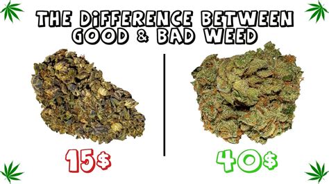 The Difference Between Good And Bad Weed Low Versus High Thc Youtube