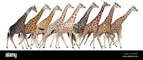 Giraffe Subspecies Stock Photo Royalty Free Image 111519753 Alamy