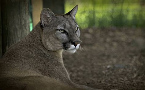 Cougar Full Hd Wallpaper And Background Image 1920x1200 Id611025