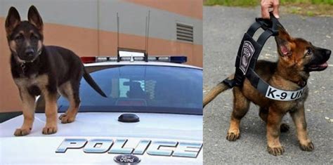 These K 9 Police Puppies Might Look Cute But Theyre Coming To Arrest