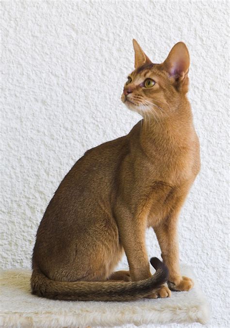 abyssinian cat breed cats   globe