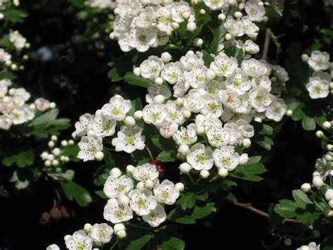 Free Photo Flowers White Thorn Flower Green Plants Free Download