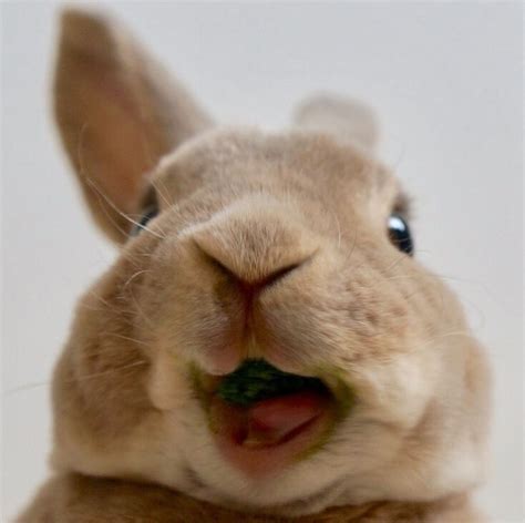 Happy bunny! | bunnies | cute baby animals, cute animals, animals | Cute baby animals, Cute ...