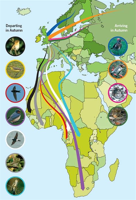 Bird Migration Map Gadgets 2018
