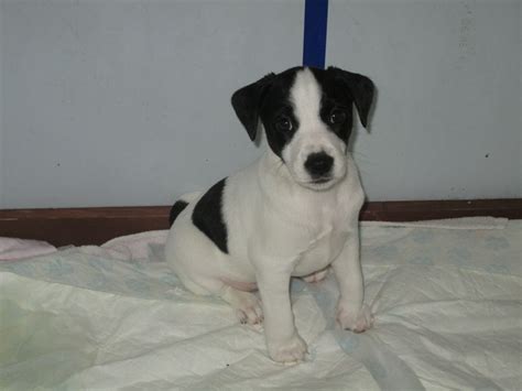 jack russell chihuahua mix puppies black  white pets lovers
