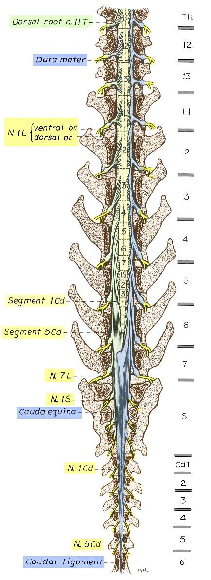 Spinal Cord Segments And Spinal Roots
