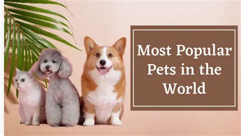 5 Most Popular Pets In The World 2023 Petsloud