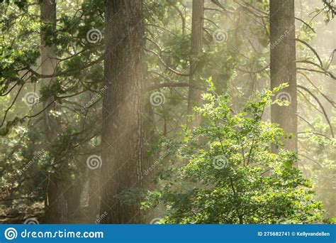 Light Shafts Catch The Dry Dust In The Air In Pine Forest Stock Image