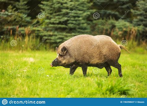 Wild Boar Sus Scrofa Standing In A Meadow Near The Forest Stock Image