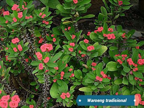 Belanja sekarang juga hanya di bukalapak. Jual Bibit bunga Euphorbia ( merah ) di lapak Waroeng ...
