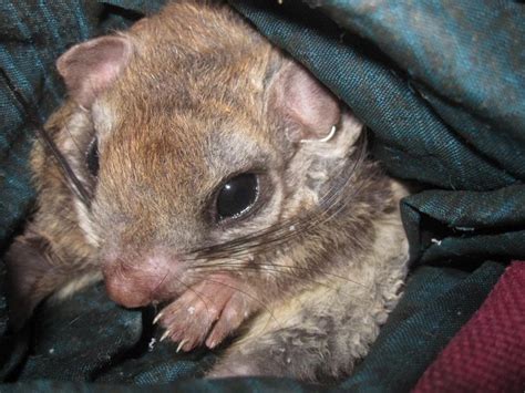 Meet This Newly Discovered Flying Squirrel Nexus Newsfeed