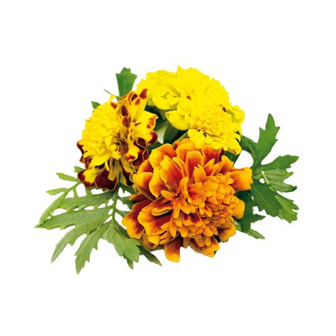 Marigold Flower Png Transparent Background 29720433 Png