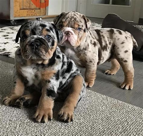 Explore 2 listings for blue english bulldog puppies for sale at best prices. Pin by Holly Matlack on Worth | Cute bulldog puppies ...