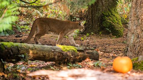Some Olympic National Park Trails Reopen After Cougar Attack The