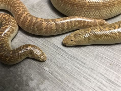 Eryx johnii ブラウンスナボア brown sand boa; Check Out The 'Googly Eyed' Arabian Sand Boa