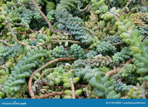 Close Up Of Long Stems Of Donkey`s Or Burro`s Tail Succulent Sedum