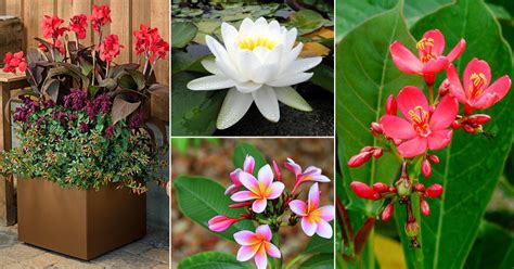 26 Flowers That Bloom All Year Round Permanent Flowering Plants