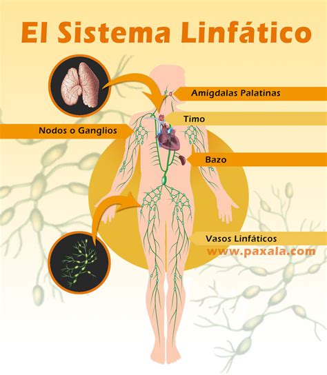 Mapa Conceptual Estructura Y Funciones Del Sistema Linfatico