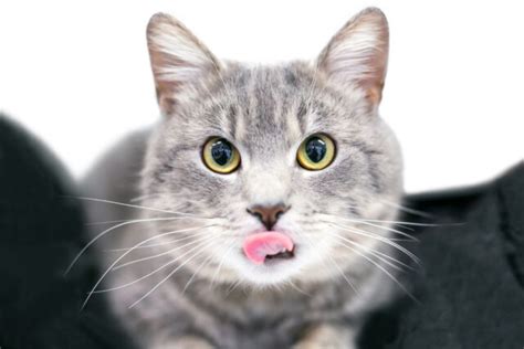 Why Do Cats Stick Their Tongues Out 15 Reasons I Discerning Cat