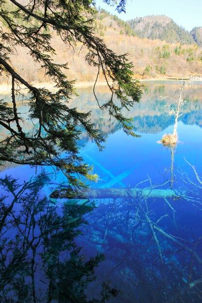 Premium Photo Transparent Turquoise Water Lake With Trees Submerged