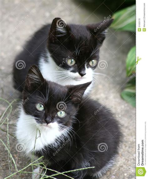 Little Cats Stock Photo Image Of Cute Pets White