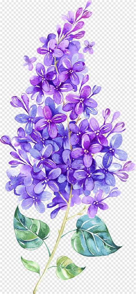 Light Purple Flowers Watercolor Best Flower Site