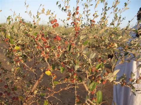 The best time for pruning fruit trees is at planting and in subsequent years, in early spring before buds break and trees are still dormant. desert fruit tree - Nabuk | Fruit trees, Plants, Fruit