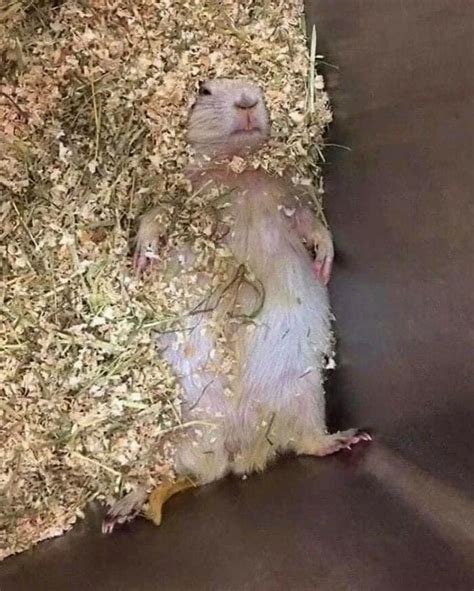 Psbattle A Hamster Playing Dead Rphotoshopbattles