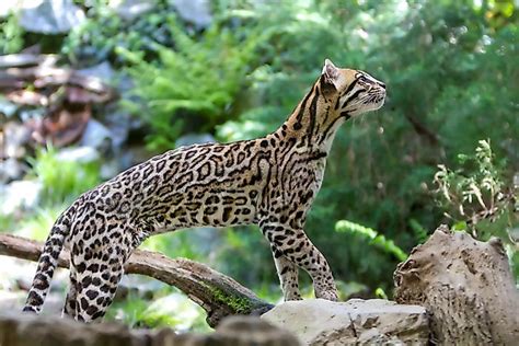 The Wild Cat Species Of Central America - WorldAtlas.com