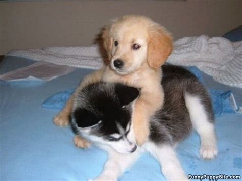 Cute Pups Animal Hugs Puppy Hug Puppy Dog Pictures
