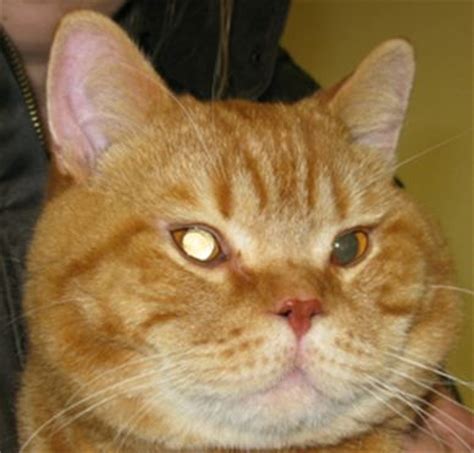 Treatment requires immediate veterinary care. Small Animal Cataract Surgery Referrals