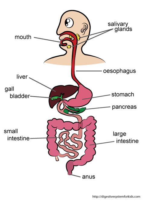 Hd Png Images Digestive System Png